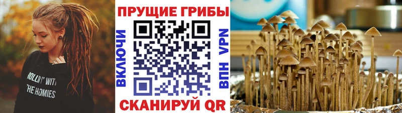 Галлюциногенные грибы Cubensis  купить  сайты  Брюховецкая 